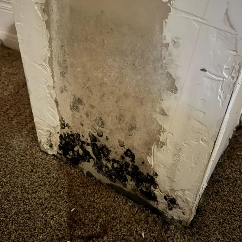 Professional Mold Removal in Bismarck, MO